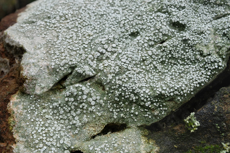 Ochrolechia parella - Lichene dalle colline del Chianti